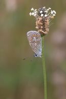 Common_Blue